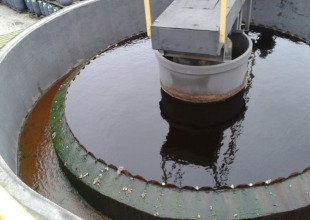 Decantador secundário